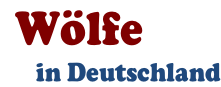 Wölfe       in Deutschland